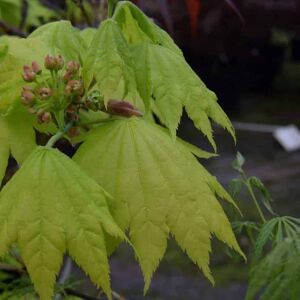 Acer palmatum 'Aureum' (P) 175-200 cm